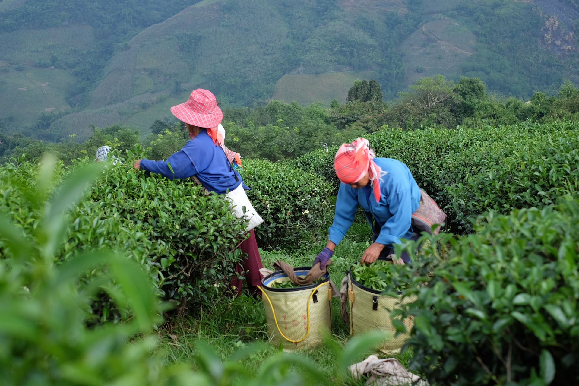 Frauen auf Teeplantage