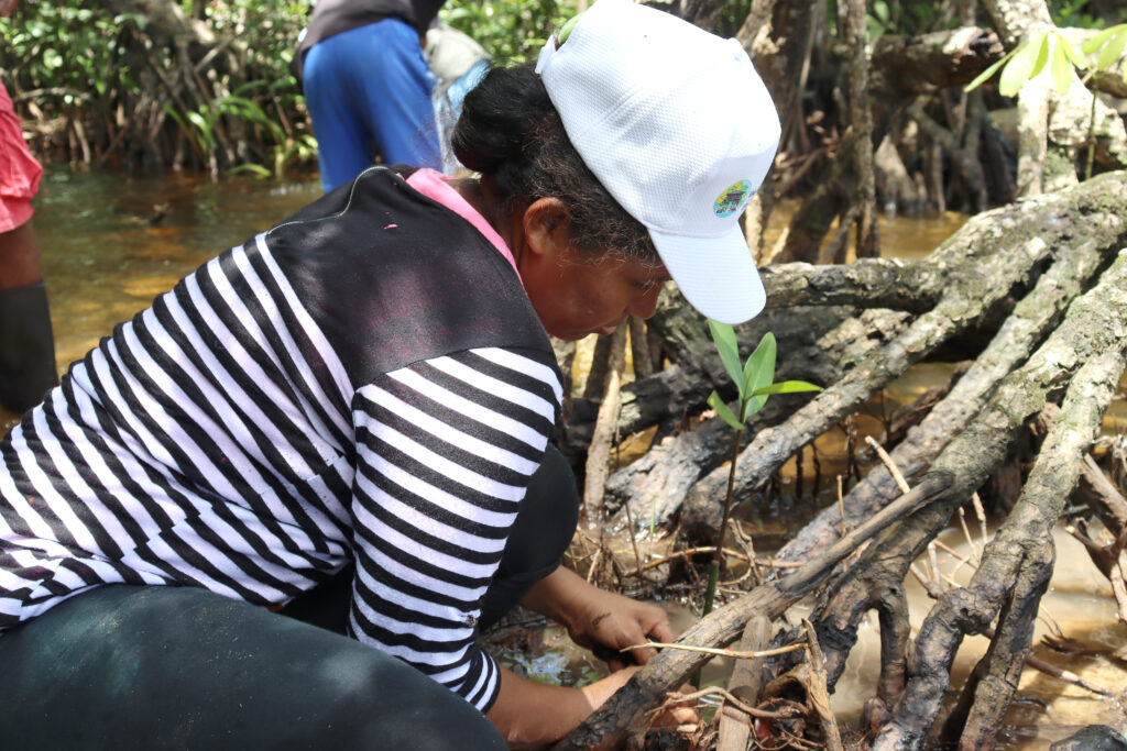 Bilaterale Klimaprojekte: Eine Frau lehnt über Wurzeln in einem Mangrovenwald in Nicaragua.